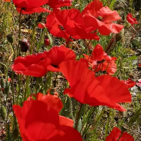 5 Min To Sea Francaise Old Town *