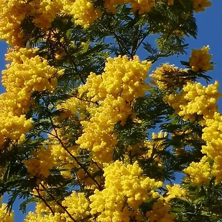 Апартаменты 5 Min To Sea Francaise Old Town Антиб